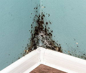 Mold Removal